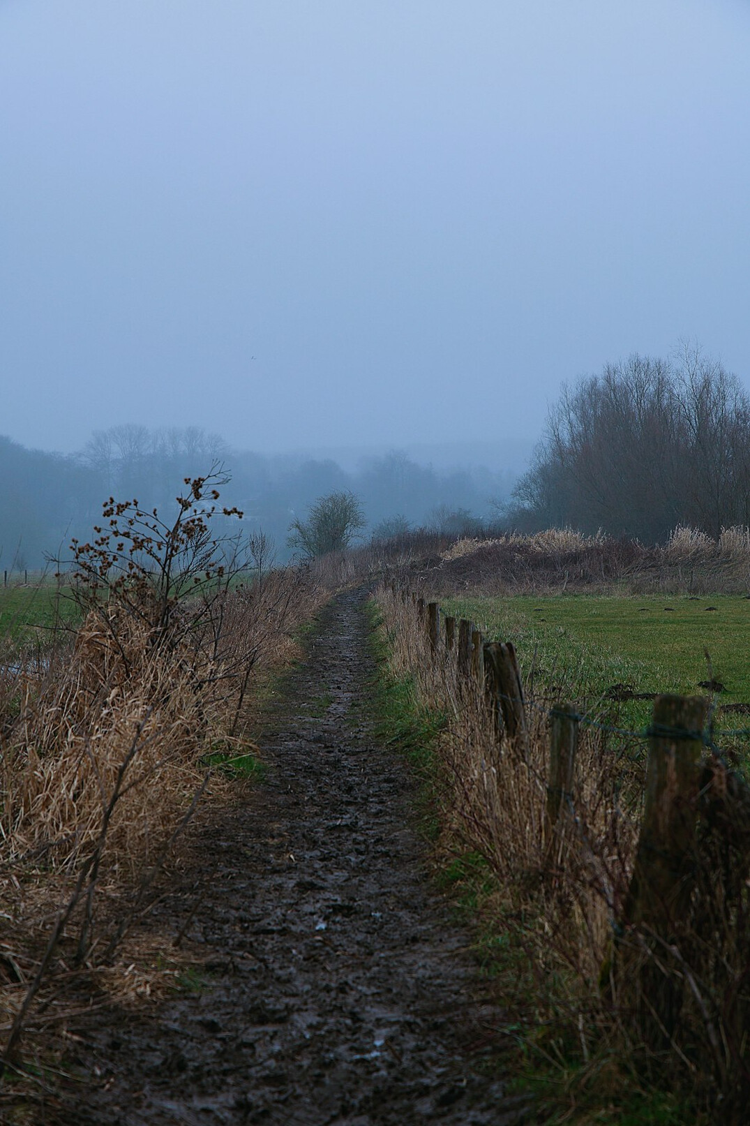 Foggy countryside path at sunrise